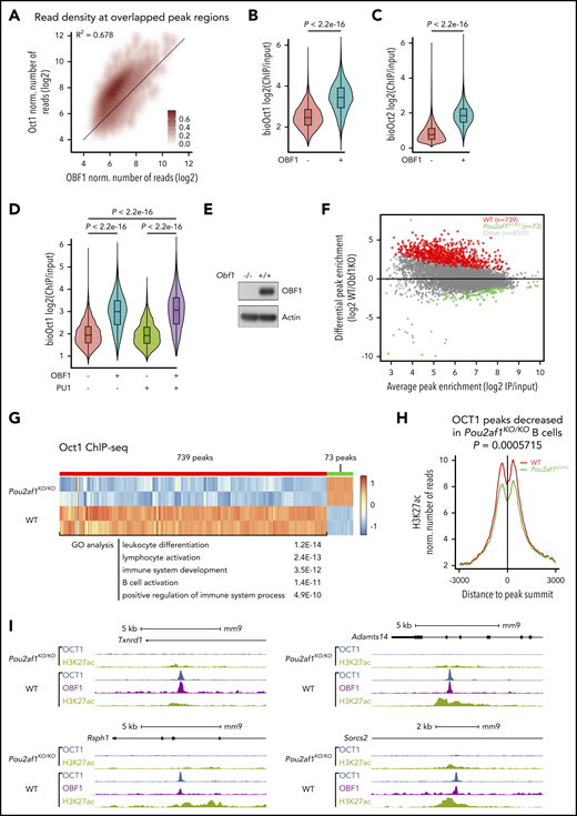 OBF1 stabilizes the binding of OCT1 to chromatin. (A) Normalized number of OBF1 and OCT1 Bio-ChIP-seq reads in overlapping peaks from LPS-stimulated CD19+ mouse splenic B cells. (B) Violin plots showing enrichment of OCT1 Bio-ChIP-seq samples according to their overlap with OBF1. (C) Violin plots showing enrichment of OCT2 Bio-ChIP-seq samples according to their overlap with OBF1. (D) Violin plots showing enrichment of OCT1 Bio-ChIP-seq samples according to their overlap with OBF1, PU.1, or both. (B-D) Mean ± standard deviation; *P < .05; **P < .01; ***P < .001; ****P < .0001 (2-tailed Student t test). (E) Immunoblot showing OBF1 levels in LPS-treated splenic B cells in WT and Pou2af1 knockout mice. The membrane was probed with an antibody against OBF1; actin is shown as loading control. (F) Differential OCT1 binding regions in WT and Pou2af1KO/KO CD19+ splenic B cells stimulated by LPS (red dots, OCT1 binding regions showing significantly weaker binding in Pou2af1 knockout samples than in WT; green dots, OCT1 binding regions showing significantly stronger binding in Pou2af1 knockout samples than in WT). (G) Heatmap showing the OCT1 Bio-ChIP-seq signal of WT and Pou2af1KO/KO CD19+ splenic B cells on differentially bound regions. A total of 739 peaks regions show significantly decreased OCT1 Bio-ChIP-seq signal in Pou2af1 knockout samples. Gene ontology analysis was performed using genes nearest to the peak’s regions. (H) Mean of alignments of H3K27ac ChIP-seq signals centered on OCT1 peak summits within 6-kb genomic window in WT and Pou2af1KO/KO CD19+ splenic B cells stimulated by LPS. (P value was calculated by Mann-Whitney U test). (I) OCT1 ChIP-seq read densities between Pou2af1KO/KO and WT CD19+ splenic B treated with LPS for 72 hours.