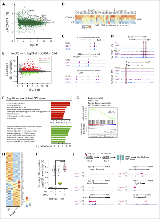 OBF1 regulates the GC transcriptional program. (A) Differentially expressed genes between anti-CD40/IL4 and LPS-stimulated CD19+ mouse splenic B cells. GC-related genes with significantly higher expression under anti-CD40/IL4 stimulation are indicated (yellow dots). (B) Heatmap showing OBF1 ChIP enrichment at promoter regions (TSS ± 1 kb) of selected GC-related genes under LPS or anti-CD40/IL4 stimulations (red dots, OCT1-binding regions showing significantly higher binding in B cells treated with anti-CD40/IL4; green dots, OCT1-binding regions showing significantly higher binding in B cells treated with LPS). (C) OCT2, OBF1, and OCT1 read densities at 3 individual gene loci, as indicated. (D) Anti-CD40/IL4-induced OBF1 binding to the Bcl6 and Myc gene promoters. (E) Average expression (log2 counts per million, x-axis) and change of expression (log2-fold change, y-axis) for genes in WT and OBF1 knockout CD19+ splenic B cells stimulated with anti-CD40/IL4. Differentially expressed genes are color-coded (DEGs fold change ≥1, FDR <0.01, logCPM >2): red data points represent genes with higher expression level in OBF1 knockout cells, green data points represent genes with higher expression in WT cells. (F) Gene ontology analysis was performed with the genes up- and downregulated in OBF1 knockout vs WT splenic B cells stimulated with anti-CD40/IL4. (G) GSEA of relative gene expression in OBF1 knockout vs WT anti-CD40/IL4 stimulated splenic B cells against the genes downregulated in GC B cells vs plasma cells. NES, normalized enrichment score. (H) Heatmaps showing differentially expressed genes between OBF1 knockout vs WT B cells. Differentially expressed genes involved in GC reaction are selected. (I) Boxplot showing the percentages of germinal center B cells in WT and Pou2af1KO/KO mice by FACS at day 7 post-SRBC challenge. n = 5; mean ± standard deviation; *P < .05; **P < .01; ***P < .001; ****P < .0001 (2-sided Student t test). (J) Top, workflow of germinal center induction by intraperitoneal injection of 10% SRBC solution and the isolation of GC B cells for Bio-ChIP-seq. Bottom, OBF1 and H3K27ac reads densities at six individual gene loci, as indicated, in purified mouse germinal center B cells induced by SRBCs.
