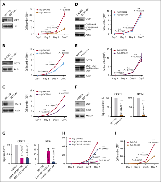 OBF1 is required for the proliferation of GC-derived lymphoma cell lines. (A) Left, immunoblot showing OBF1 knockdown efficiency using shRNA specific for OBF1 (OBF1-sh1) or control (SHC002); histone 3 (H3) is shown as loading control. Right, assessment of proliferation of Raji cell line following shRNA-mediated depletion of OBF1. Cells were seeded at day 1 and counted every second day until day 7 (n = 3). (B) Left, immunoblot of OCT1 demonstrating knockdown efficiency using shRNA specific for OCT1; actin is shown as loading control. Right, assessment of proliferation of Raji cell line following shRNA-mediated depletion of OCT1 (n = 3). (C) Left, immunoblot of OCT2 demonstrating knockdown efficiency using shRNA specific for OCT2; actin is shown as loading control. Right, assessment of proliferation of Raji cell line following shRNA-mediated depletion of OCT2 (n = 3). (D) Left, immunoblot demonstrating knockdown efficiency using shRNA specific for OCT1 and ectopic expression of OBF1 tagged with AviTag and FLAG; actin is shown as loading control. Right, assessment of proliferation of Raji cell line ectopically expressing AviTag-FLAG tagged OBF1 following shRNA-mediated depletion of OCT1 (n = 3). (E) Left, immunoblot demonstrating knockdown efficiency using shRNA specific for OCT2 and ectopic expression of OBF1 tagged with AviTag and FLAG; actin is shown as loading control. Right, assessment of proliferation of Raji cell line ectopically expressing AviTag-FLAG tagged OBF1 following shRNA-mediated depletion of OCT1 (n = 3). (F) Left, immunoblot showing the downregulation of BCL6 upon shRNA-mediated knockdown of OBF1; MCM7 is shown as loading control. Right, qPCR measurements of BCL6 expression upon OBF1 knockdown (same data as shown in supplemental Figure 5E). (G) Left, confirmation of downregulation of OBF1 by shRNA specific for OBF1 by qPCR (n = 4); right, confirmation of downregulation of IRF4 by shRNA specific for IRF4 by qPCR (n = 4). (H) Assessment of Raji cells proliferation following shRNA-mediated depletion of OBF1 and depletion of both OBF1 and IRF4 (n = 3). (I) Assessment of proliferation of Raji cell line following ectopic expression of IRF4. Cells were seeded at day 1 and counted every second day until day 7 (n = 3). Mean ± standard deviation; *P < .05; **P < .01; ***P < .001; ****P < .0001 (2-tailed Student t test).