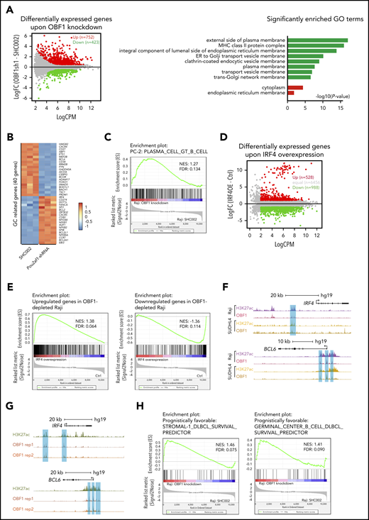 OBF1 is required for the maintenance of the GC transcriptional program. (A) Left, average expression (log2 counts per million, x-axis) and change of expression (log2-fold change, y-axis) for genes in control (SHC002) and OBF1 knockdown (Obf1sh1) conditions. Differentially expressed genes are color-coded (DEG fold change >1.5, FDR <0.001, logCPM >2): red data points represent genes with higher expression level in Raji cells treated with OBF1-specific shRNA; green data points represent genes with higher expression in control-treated (scrambled shRNA sequence) Raji cells. Right, gene ontology analysis was performed with the genes up- and downregulated in OBF1 knockout vs WT splenic B cells stimulated with anti-CD40/IL4. (B) Heatmaps showing differentially expressed genes involved in GC reaction between Raji cells infected with lentivirus expressing control shRNA (SHC002) and OBF1-specific shRNA. (C) GSEA of relative gene expression in OBF1 depleted vs WT Raji cells against the gene set identified as genes upregulated in plasma cells. NES, normalized enrichment score. (D) Average expression (log2 counts per million, x-axis) and change of expression (log2-fold change, y-axis) for genes in WT and ectopically IRF4 expressing Raji cells. Differentially expressed genes are color-coded (DEG fold change ≥1, FDR <0.01, logCPM >2): red data points represent genes with higher expression level in ectopically IRF4-expressing Raji cells, green data points represent genes with higher expression in WT Raji cells. (E) GSEA of relative gene expression in ectopically IRF4-expressing vs WT Raji cells against the differentially expressed genes in OBF1-depleted Raji cells. NES, normalized enrichment score. (F) OBF1 CUT&RUN read densities at 2 individual loci in Raji and SUDHL4 cells. (G) H3K27ac and OBF1 CUT&RUN read densities at 2 individual loci, as indicated, in purified germinal center B cells from human tonsils. (H) GSEA of relative gene expression in OBF1-depleted vs WT Raji cells against the gene set identified as genes associated with favorable prognosis for patients with DLBCL.
