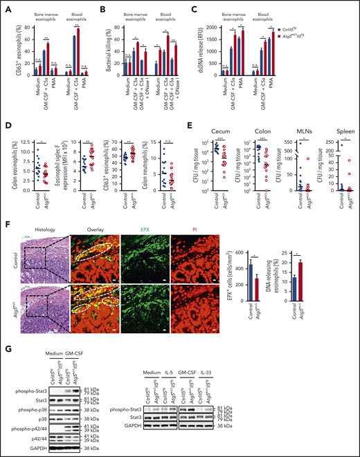 Knocking out Atg5 in the eosinophil lineage results in increased bacterial clearance in C rodentium–infected mice. (A) Flow cytometry. Eosinophils isolated from the bone marrow and peripheral blood of CtrlII5tg and Atg5eoΔII5tg mice were primed with recombinant mouse (rm) GM-CSF (25 ng/mL), followed by stimulation with rmC5a (10−8 M). Unprimed eosinophils were incubated with PMA (25 nM), and eosinophil degranulation was determined by measuring the increase in plasma membrane expression of surrogate marker CD63 (n = 4). (B) Flow cytometry. Freshly purified bone marrow and peripheral blood eosinophils of CtrlII5tg and Atg5eoΔII5tg mice were primed with rmGM-CSF, subsequently activated with rmC5a, and incubated with opsonized E coli–GFP in the presence or absence of DNase I. After the incubation, supernatants were collected, and the reduction of live bacteria was determined (n = 3). (C) Quantification of double-stranded DNA (dsDNA). Released dsDNA in the supernatants of isolated eosinophils from the bone marrow and peripheral blood of CtrlII5tg and Atg5eoΔII5tg mice after combined GM-CSF/C5a or PMA treatment was quantified by using PicoGreen fluorescent dye (Thermo Fisher Scientific, Waltham, MA) (n = 4). (D) Flow cytometry. Control and Atg5eoΔ mice were infected with C rodentium for 12 days, and relative numbers of infiltrated colonic eosinophils (CD45+/Siglec-F+) and neutrophils (CD45+/Ly6G+) were determined. Colonic lamina propria eosinophils from infected mice were analyzed for their activation and degranulation status by using markers Siglec-F and CD63, respectively (n = 15-16). (E) Bacterial clearance in vivo. Control and Atg5eoΔmice were infected with C rodentium, and the numbers of bacterial CFUs were assessed by plating homogenized cecum, colon, mesenteric lymph nodes (MLNs), and spleen on agar plates (n = 15-16). (F) Confocal microscopy. Colon tissues of control and Atg5eoΔ mice were obtained 12 days after infection with C rodentium. Hematoxylin and eosin staining images show the areas that were analyzed. Scale bars, 100 µm. Tissues were stained with monoclonal anti-EPX antibody (green) and propidium iodide (PI) (red). Representative confocal microscopy images are shown. White circles indicate colocalization of extracellular DNA and EPX. Scale bars, 10 µm. Right: quantification of EPX+ infiltrating eosinophils was performed by counting cells in 10 randomly selected high-power fields, each covering the area of 22.5 × 10−3 mm2 using the automatic digital slide scanner Pannoramic MIDI II. Quantification of the DNA-releasing eosinophils was determined manually (n = 5). (G) Immunoblotting. Left: bone marrow eosinophils of CtrlII5tg and Atg5eoΔII5tg mice were untreated or primed with rmGM-CSF for 5 minutes. Protein lysates were analyzed for phosphorylated Stat3 (Tyr705), phosphorylated p38 (Thr180/Tyr182), and phosphorylated p44/42 (Thr202/Tyr204) protein expression. Stat3, p38, p44/42, and glyceraldehyde-3-phosphate dehydrogenase (GAPDH) protein levels were analyzed as loading controls. Right: bone marrow eosinophils of CtrlII5tg and Atg5eoΔII5tg mice were untreated or primed with rmIL-5, rmGM-CSF, and rmIL-33 for 5 minutes. Protein lysates were analyzed for protein expression of phosphorylated Stat3 (Tyr705). Stat3 and GAPDH served as loading controls. Representative immunoblots of 2 independent experiments are shown. Values are means ± standard error of the mean, or single data are presented in scatter dot plots in which the medians are indicated as red lines. *P < .05; **P < .01; ***P < .001. n.s., not significant.