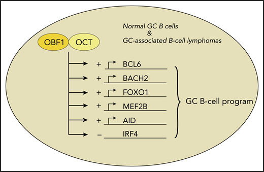 Among the ∼8000 genomic DNA-binding sites that are occupied by OBF1 in conjunction with OCT1 or OCT2, there are key factors for the GC B-cell gene expression program. Several of these are indicated here. These factors are induced by binding of OBF1 and OCT (+). Furthermore, OBF1/OCT1/OCT2 negatively regulate expression of IRF4 (−), thereby further suppressing an exit from the GC B-cell program both in normal B cells and in some types of B-cell lymphomas.