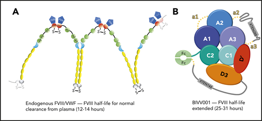 Endogenous VWF binding to FVIII vs bioengineered BIVV001. (A) Endogenous VWF complexed with FVIII is cleared from plasma with a half-life of 12 to 14 hours. FVIII (blue) binds to VWF via the D′D3 domain (red). VWF multimers are linked by disulfide bonds at the N-terminal D′D3 as well as the C-terminal CK domain (gray). The VWF-A domains (green) bear binding sites for platelet GP Ibα (A1), ADAMTS13 cleavage site (A2), and collagen (A1 and A3). (B) Bioengineered recombinant FVIII (rFVIII)/VWF-D′D3 construct, namely BIVV001, has an extended half-life of 25 to 31 hours, which is a threefold to fourfold improvement compared with the endogenous FVIII/VWF complex. The modifications include single-chain reconstruction of the heterodimer of B domain–deleted rFVIII with VWF-D′D3, fusion of the Fc fragment of human immunoglobulin G1, and 2 XTEN polypeptides conjugation.