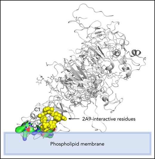 Structure of fVIII (2r7e) depicting the epitope of 2A9 (yellow spheres). The epitope is in close proximity to the membrane-interactive residues (colored surface), which suggests that antibody 2A9 could affect the angle of fVIII alignment with a membrane. The C2 domain is behind the C1 domain from this perspective, and the novel position is not depicted.