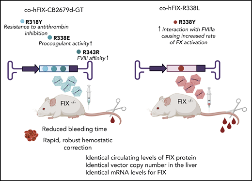Adult hemophilia B mice were treated with identical AAV vectors, encoding either the FIX CB 2679d-GT or R338L-Padua variants, at the same dose. Evaluation of treated animals demonstrated nearly identical circulating levels of FIX protein, liver vector copy number, and FIX mRNA levels. However, the new CB 2679d/ISU304 transgene, which is designed to have improved FIX functions such as catalytic activity, affinity for activated FVIII, and resistance to antithrombin inhibition, outperformed the R338L-Padua by providing rapid and robust hemostatic correction. Thus, the FIX variant CB 2679d-GT could improve tolerability of the vector in future gene therapy trials.