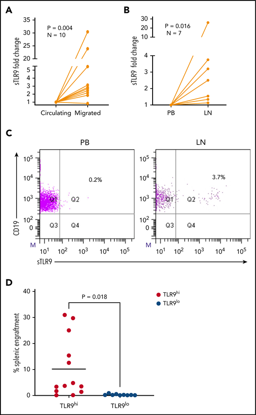 Higher TLR9 expression is seen in LNs and migrated CLL cells and is associated with preferential engraftment in a CLL xenograft model. (A) Primary PBMCs from 10 different patients with CLL were pumped through the circulating system for 48 hours; those that had migrated out of the circulating compartment were then harvested. CLL cells that remained circulating were harvested at the same time and both stained for expression of sTLR9 along with CD5 and CD19 for CLL cell identification. CD5+CD19+ CLL cells were gated on and the sTLR9 MFI positivity determined by fluorescence minus one. Due to the variation in MFIs, the circulating compartment results were normalized to 1 and the migrated results presented as fold difference. Migrated CLL cells from 9 of the 10 cases had higher sTLR9 MFI compared with those that remained circulating. (B) Fine needle aspirate and matching PB samples were taken from 7 CLL patients with palpable LNs. PBMCs were stained as above and CD5+CD19+ CLL cells gated on. Due to the variation in MFIs, the PB results were normalized to 1, and the LN results presented as fold difference. For all 7 cases, sTLR9 MFI was higher in the LN-derived CLL cells compared with those from the PB. (C) The scatter plots are representative examples showing matched PB and LN-derived gated CLL cells from the same patient. (D) CLL cells from 4 patients with raised TLR9 and 3 patients with low TLR9 (relative transcription normalized to β-actin) were xenotransplanted into NOD/Shi-scid/IL-2Rγnull mice. Mice were euthanized according to the criteria described in the supplemental Materials and methods, and the percentage of CLL cells in the spleen were determined by using flow cytometry (supplemental Table 1). Mice engrafted with TLR9hi CLL cells had considerably higher numbers in their spleen compared with those engrafted with TLR9lo CLL cells. Q, quartile.