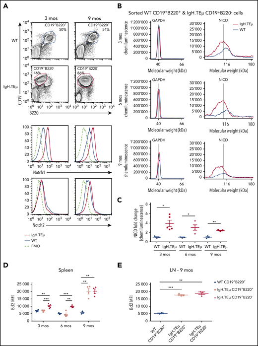Notch1 signaling is detected in CLL cells. IgH.TEμ and age-matched wild type (WT) littermate control mice were analyzed at different disease stages to assess Notch1 signaling. (A) Representative flow cytometric analysis of total splenocytes stained for CD19, B220, and surface expression of Notch1 and Notch2 in WT littermate control and IgH.TEμ mice at indicated time points of 3 and 9 months (mos) are depicted. Histograms show Notch1 (upper) and Notch2 surface expression (lower) of splenocytes isolated from 3 (left) or 9-mos-old (right) IgH.TEμ (red line) and WT littermate control animals (blue line). Histogram profiles are gated on CD19+B220+ B cells for WT control and on CD19+B220− CLL cells for IgH.TEμ animals. The dashed black line represents the fluorescence minus 1 (FMO) performed on the WT littermate controls omitting either Notch1 or Notch2 antibody staining. (B) Representative chemiluminescence profiles generated for quantification of GAPDH and NICD from whole cell extracts of sorted WT CD19+B220+ and IgH.TEμ CD19+B220− splenocytes from 3-, 6-, and 9-mos-old animals using Simple Western System. (C) Quantification of relative protein expression of NICD comparing WT (n = 3) vs IgH.TEμ (n = 5) samples at 3 mos, WT (n = 3) vs IgH.TEμ (n = 3) samples at 6 mos, and WT (n = 3) vs IgH.TEμ (n = 3) samples at 9 mos using Compass Software (ProteinSimple). Quantification of flow cytometric analysis of relative values using mean fluorescence intensity (MFI) of intracellular Bcl2 expression in (D) spleen WT (n = 4) vs IgH.TEμ CD19+B220+ (n = 4) vs IgH.TEμ CD19+B220− (n = 5) samples at 3 mos, WT (n = 3) vs IgH.TEμ CD19+B220+ (n = 4) vs IgH.TEμ CD19+B220− (n = 3) samples at 6 mos and WT (n = 3) vs IgH.TEμ CD19+B220+ (n = 4) vs IgH.TEμ CD19+B220− (n = 3) samples at 9 mos. (E) Quantification of LN from WT (n = 4) vs IgH.TEμ CD19+B220+ (n = 3) vs IgH.TEμ CD19+B220+ (n = 3) samples at 9 mos. P values were calculated using unpaired Student t test: *P < .05, **P < .01, and ***P < .001.