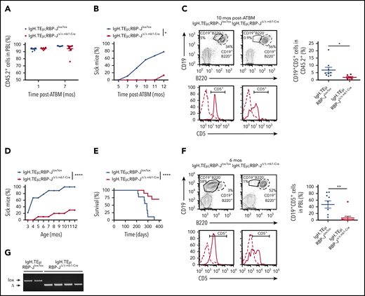 B cell-specific RBP-J deficiency reduces prevalence of CLL initiation. (A-C) Analysis of BM chimeras: Ten million CD45.2+ T cell–depleted BM cells isolated from IgH.TEμ;RBP-Jlox/lox and IgH.TEμ;RBP-JΔ/Δ mb1-Cre donors were transplanted into lethally irradiated CD45.1+ congenic recipients (n = 9 for IgH.TEμ;RBP-Jlox/lox control and n = 8 for IgH.TEμ;RBPΔ/Δ mb1-Cre experimental chimeras). (A) Relative reconstitution of BM chimeras 1 and 7 months (mos) posttransplantation (ATBM). Percentage of CD45.2+ cells in PBLs of control IgH.TEμ;RBP-Jlox/lox (blue, n = 9) and the RBP-J-deficient IgH.TEμ;RBP-JΔ/Δ mb1-Cre chimeras (red, n = 8) is shown. (B) Percentage of animals developing CLL over time post-ATBM within control IgH.TEμ;RBP-Jlox/lox (blue, n = 9) and IgH.TEμ;RBP-JΔ/Δ mb1-Cre (red, n = 8) chimeras is depicted. A mouse is considered sick when >5% of CLL-like cells (CD19+CD5+) are detected within CD45.2+ PBLs. P values were calculated using paired Student t test: *P = .0212. (C) Representative flow cytometric analysis of PBLs stained for CD19, B220 and CD5 derived from control IgH.TEμ;RBP-Jlox/lox (left) and the RBP-J-deficient IgH.TEμ;RBP-JΔ/Δ mb1-Cre (right) chimeras 10 months posttransplantation. The CD5 histograms (lower) are gated on CD19+B220+ B cells (dashed line) and CD19+B220− CLL cells (solid line). The far right panel plots the percentages of CLL cells (CD19+CD5+) within PBLs of respective BM chimeras 10 months posttransplantation. P values were calculated using unpaired Student t test: *P = .0406. Analysis of aging cohorts composed of 9 IgH.TEμ;RBP-Jlox/lox littermate controls and 10 IgH.TEμ;RBP-JΔ/Δ mb1-Cre mice. Disease progression was followed for 400 days. (D) Percentages of IgH.TEμ;RBP-Jlox/lox (blue, n = 9) and IgH.TEμ;RBP-JΔ/Δ mb1-Cre mice (red, n = 10) developing CLL over time is shown. A mouse was considered sick when >10% of CLL-like cells (CD19+CD5+) were present in total PBLs analyzed by flow cytometry. P values were calculated using paired Student t test: ****P < .0001. (E) The Kaplan-Meier method and log-rank (Mantel-Cox) test were applied to monitor survival of IgH.TEμ;RBP-Jlox/lox (blue line, n = 9) and IgH.TEμ;RBP-JΔ/Δ mb1-Cre (red, n = 10) mice. Mantel-Cox test: ****P < .0001. (F) Representative flow cytometric profiles of PBLs stained for CD19, B220, and CD5 derived from 6-month-old control IgH.TEμ;RBP-Jlox/lox (left) and RBP-J deficient IgH.TEμ;RBP-JΔ/Δ mb1-Cre animals (right). The CD5 histograms (lower) are gated on CD19+B220+ B cells (dashed line) and CD19+B220− CLL cells (solid line). The far right panel plots the percentages of CLL cells (CD19+CD5+) within PBLs of the respective animal cohorts as indicated. P values were calculated using unpaired Student t test: *P = .0032. (G) RBP-J deletion PCR performed on DNA isolated from sorted CLL cells from moribund IgH.TEμ;RBP-Jlox/lox control and 2 moribund IgH.TEμ;RBP-JΔ/Δmb1-Cre mice as well as from sorted CD19+B220+ B cells from 2 healthy IgH.TEμ;RBP-JΔ/Δ mb1-Cre mice. lox, loxP RBP-J allele; Δ, recombined RBP-J allele.