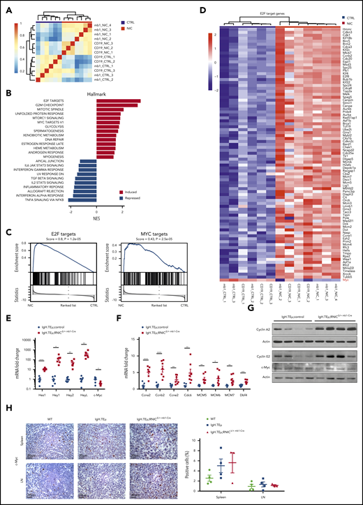 Notch1 hyperactivation induces cell cycle–related gene expression in CLL cells. (A) Sample clustering based on correlation of gene expression (Pearson correlation of 1000 most variable genes) in sorted splenic CLL cells (CD19+B220−) from IgH.TEμ;RNIC lox/+ controls (in blue) or from IgH.TEμ;RNICΔ/+ CD19-Cre and IgH.TEμ;RNICΔ/+ mb1-Cre mice (in red) is illustrated. (B) Pathways from Hallmark collection (MSigDB) significantly induced or repressed (false discovery rate < 0.05) as result of GSEA are shown. Genes are ranked according to differential expression in sorted CLL cells comparing IgH.TEμ;RNICΔ/+ CD19-Cre and IgH.TEμ;RNICΔ/+ mb1-Cre mice to IgH.TEμ;RNIClox/+ mice. P values were obtained by permutation test (n = 100 000) and FDR adjusted.54 (C) Detailed GSEA plots for E2F (left) and MYC target genes (right) from the Hallmark collection are depicted. (D) RNA expression of E2F target genes that are significantly induced (log fold-change > 1 and adjusted P value < .05) in IgH.TEμ;RNICΔ/+ CD19-Cre and IgH.TEμ;RNICΔ/+ mb1-Cre mice compared with IgH.TEμ;RNIClox/+ controls are shown. (E) RNA expression of Notch target genes Hes1, Hey1, Hey2, HeyL, and c-Myc assessed by qRT-PCR and normalized to the expression of Hprt is shown from sorted splenic CLL cells (CD19+B220−) of IgH.TEμ;control (n = 7 composed of n = 3 IgH.TEμmb1-Cre and n = 4 IgH.TEμ;RNIClox/+ mice, blue dots) and of IgH.TEμ;RNIClox/+mb1-Cre mice (n = 6, red squares). P values were calculated using unpaired Student t test: Hes1 P < .0001, Hey1 P = .0126, Hey2 P = .0077, HeyL P = .0075, c-Myc P = .0117. (F) RNA expression of Ccna2, Ccnb2, Ccne2, Cdc6, MCM5, MCM6, MCM7, and Dbf4 assessed by qRT-PCR and normalized to the expression of Hprt is depicted for the same samples used in panel A. P values were calculated using unpaired Student t test: Ccna2 P < .0001, Ccnb2 P = .0002, Ccne2 P = .0042, Cdc6 P = .0066, MCM5 P = .0025, MCM6 P = .0147, MCM7 P = .0093, Dbf4 P = .0003. (G) Protein expression of Cyclin A2, Cyclin E2, and c-Myc assessed by immunoblotting from sorted splenic CLL (CD19+B220−) cells of IgH.TEμ;control (n = 2 IgH.TEμ;RNIClox/+ and n = 2 IgH.TEμmb1-Cre) and IgH.TEμ;RNIClox/+ mb1-Cre mice (n = 4) is shown. (H) Representative immunohistochemical staining for c-Myc of spleen (top) and LN (bottom) sections from 7-month-old WT control, IgH.TEμ, and IgH.TEμ;RNICΔ/+ mb1-Cre mice is shown. Quantification of c-Myc+ stained cells in WT (n = 4), IgH.TEμ (n = 4) and IgH.TEμ;RNICΔ/+ mb1-Cre (n = 3) is depicted on the right.