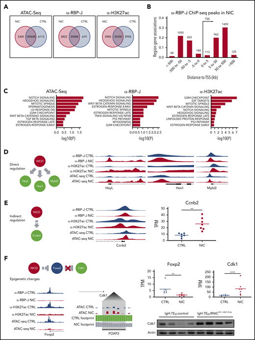 Enforced Notch signaling in CLL cells induces increased expression of cell cycle associated genes through direct and indirect epigenetic mechanisms. Splenic CD19+B220− CLL cells were sorted from 3- to 5-month-old IgH.TEμ;control (CTRL) and IgH.TEμ;RNICΔ/+ mb1-Cre (NIC) stage-matched littermates and analyzed for chromatin accessibility (ATAC-seq) and genome-wide binding of RBP-J and H3K27ac (ChIP-seq). (A) Venn diagram representing regions significantly (false discovery rate < 0.05) changed between CTRL and NIC for peaks called in ATAC-seq (fold > 1 for NIC and > −1 for CTRL), ChIP-seq for α-RBP-J and α-H3K27ac. (B) Binned orientation and distance to a transcription start site (TSS) for peaks called specifically in NIC, but not in CTRL. Distance to TSS is depicted in kilobases (kb). (C) GSEA for top Hallmark gene sets (MSigDB) affected by significant peaks (false discovery rate < 0.05) associated to the most proximal gene specifically in NIC and with regulated expression induced by enhanced Notch signaling (adjusted P value < 0.05). Panels from left to right depict Hallmark gene sets from ATAC-seq analysis, ChIP-seq for RBP-J, and ChIP-seq for H3K27ac. (D) Proposed mechanism of direct regulation by NIC at the proximal promoter regions of HeyL, Hes1, and Mybl2. Right panels represent genomic regions of regulated genes from Integrative Genomics Viewer (version 2.7.2) with peaks called from α-RBP-J ChIP-seq in CTRL and NIC, then α -H3K27ac ChIP-seq and ATAC-seq. Gene structure is shown below the tracks. (E) Proposed mechanism of indirect regulation by NIC at the proximal promoter region of cell-cycle gene Ccnb2 (left). Center panel represents genomic region of regulated gene from IGV with peaks called from α-RBP-J ChIP-seq in CTRL and NIC, then α-H3K27ac ChIP-seq and ATAC-seq. Gene structure is shown below the tracks. Gene expression from RNA-seq analysis represented as transcript per kilobase million (TPM) in CTRL (n = 7) and NIC (n = 6) is shown on the right. P value was calculated using unpaired Student t test: **P < .01. (F) Schematic depicts superphysiological NIC indirectly suppressing Foxp2 promoter by epigenetic mechanisms resulting in loss of Cdk1 repression. Bottom left panel represents IGV tracks of epigenetically regulated Foxp2 promoter, with peaks called in α-RBP-J ChIP-seq, α-H3K27ac ChIP-seq, and ATAC-seq shown for CTRL and NIC. Centered panel depicts a zoomed view of ATAC-seq footprinting analysis (TOBIAS version 11) upstream from Cdk1 promoter (Cdk1 gene structure is schematically indicated on the top left of the zoomed footprint). Tracks at the Foxp2 binding motif show the corrected ATAC-seq signal for CTRL and NIC, translated by TOBIAS into CTRL and NIC footprint score (CTRL bound site with score 1.6, NIC unbound site with score 0.8). Right panels show gene expression from RNA-seq for Foxp2 and Cdk1 expression between CTRL (n = 6) and NIC (n = 7) CLL cells. Total Cdk1 protein level was assessed by western blot analysis on ex vivo CLL cells from IgH.TEμ:control (n = 4) and IgH.TEμ;RNICΔ/+ mb1-Cre (n = 4) mice with antibodies α-Cdk1 (35 kDa) and α-β-Actin (42 kDa). P values were calculated using paired Student t test: **P < .01; ****P < .0001.