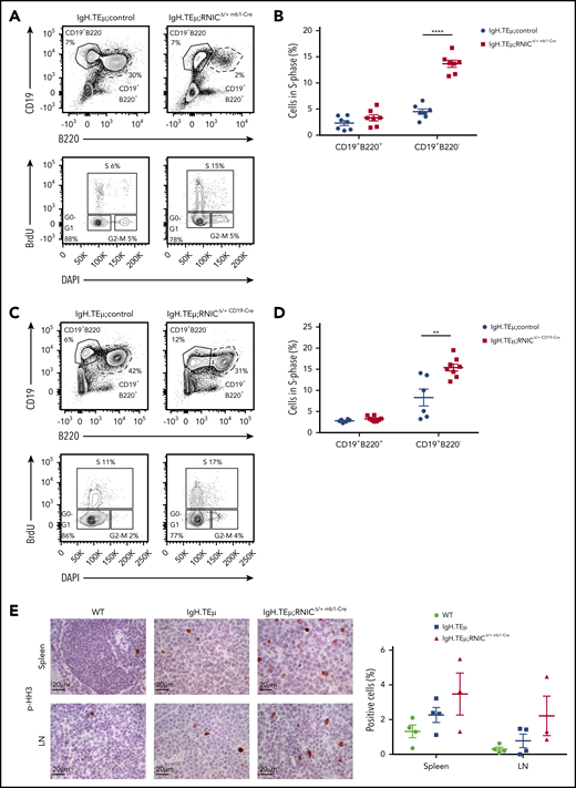 Notch1 hyperactivation promotes proliferation of CLL cells. (A) Representative flow cytometric profiles are shown of a BrdU incorporation assay performed on splenocytes isolated from IgH.TEμ;control and IgH.TEμ;RNICΔ/+ mb1-Cre mice. BrdU was injected intraperitoneally 48 hours before analysis. Upper contour plots show CD19 vs B220 expression gated on live cells. Lower panels depict BrdU vs DAPI expression gated on CD19+B220− cells from the upper panels. S, S-phase; G0-G1, G0- or G1-phase; G2-M, G2- or M-phase. (B) Quantification of relative percentages of CLL cells (CD19+B220−) and B cells (CD19+B220+) in S-phase isolated from IgH.TEμ;control (IgH.TEμ;RNIClox/+ n = 4 and IgH.TEμmb1-Cre n = 3; pooled n = 7, blue circles) and IgH.TEμ;RNICΔ/+ mb1-Cre mice (n = 7, red filled squares) are plotted. The graph represents data pooled from 2 independent experiments. P values were calculated using unpaired Student t test: ****P < .0001. (C) Representative flow cytometric profiles of a BrdU incorporation assay performed on splenocytes isolated from IgH.TEμ;control (IgH.TEμ;RNIClox/+ n = 4 and IgH.TEμCD19-Cre n = 2, pooled) and IgH.TEμ;RNICΔ/+ CD19-Cre mice (n = 8) are shown. BrdU was injected intraperitoneally 48 hours prior to analysis. Upper panels show CD19 vs B220 expression gated on live cells. Lower panels depict BrdU vs DAPI expression gated on CD19+B220− cells from the upper panels. (D) Relative percentages of CLL cells (CD19+B220−) and B cells (CD19+B220+) in S-phase from the IgH.TEμ;controls (n = 6, blue filled circles) and IgH.TEμ;RNICΔ/+ mb1-Cre mice (n = 8, red filled squares) are plotted. The graph represents data pooled from 2 independent experiments. P values were calculated using unpaired Student t test: **P = .0036. (E) Representative immunohistochemical staining for p-histone H3 (p-HH3) of spleen (top) and LN (bottom) sections from 7-month-old WT control, IgH.TEμ, and IgH.TEμ;RNICΔ/+ mb1-Cre mice is shown. Quantification of p-HH3+ stained cells in WT (n = 4), IgH.TEμ (n = 4), and IgH.TEμ;RNICΔ/+ mb1-Cre (n = 3) is depicted on the right.