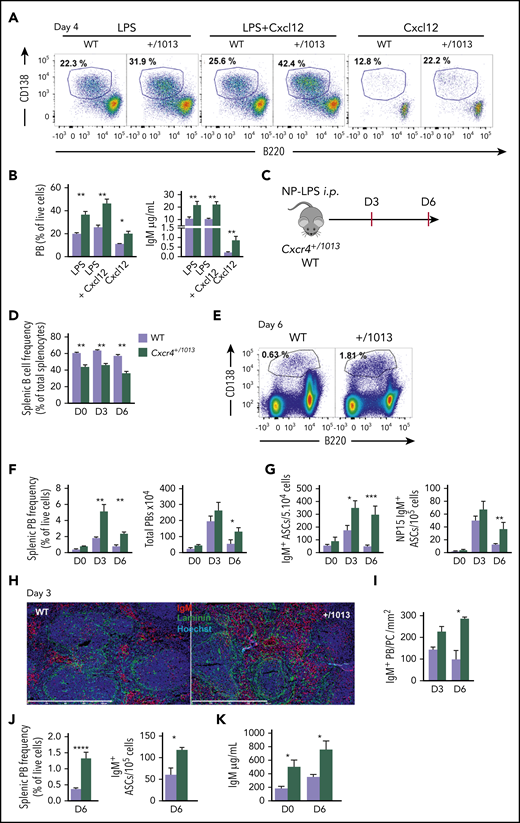 Cxcr4 desensitization limits plasma cell differentiation in vitro and in vivo. (A-B) Splenic B cells were cultured in presence of LPS, LPS+Cxcl12, or Cxcl12 alone for 4 days. (A) Representative dot plots for the gating of PBs (B220loCD138+) generated in vitro after 4 days of culture. (B) The proportion of PBs was determined by FACS and IgM concentrations in the supernatants were determined by ELISA. (C) Schematic diagram for the NP-LPS immunization. (D) Frequency of splenic B cells (CD19+ B220+) during NP-LPS immunization. (E) Representative dot plots for PB gating in the spleen of both WT and Cxcr4+/1013 mice 6 days after NP-LPS immunization. (F) Percentage and total number of PBs in the spleen at days 0, 3 and 6 after immunization. (G) Quantification of total IgM+ and NP15-specific IgM+ ASCs in the spleen by ELISpot at days 0, 3, and 6 after immunization. (H) Representative staining of spleen sections from WT and Cxcr4+/1013 mice at day 3 after immunization. PBs are stained with an anti-IgM Ab (red), basal membrane is stained with an anti-laminin Ab (green), and nuclei are stained with Hoechst 33342 (Blue), Scale bar: 800 µm. (I) Quantification of IgM+ PB accumulation within the spleen at days 3 and 6. (J) Frequency of total PBs and of IgM+ ASCs determined by flow cytometry and ELISpot, respectively, in the spleen 6 days after NP-Ficoll immunization. (K) Serum titers of total IgM from both genotypes were measured by ELISA at days 0 and 6 after NP-Ficoll immunization. Results are from 3 independent experiments (A-G, J-K) or 1 representative experiment of 2 (H-I) (mean ± SEM, n = 2-7). Mann-Whitney U test was used to assess statistical significance except for panel I, where the Student t test was used (*P < .05, **P < .01, ***P < .001).