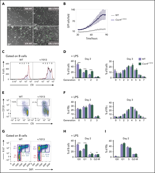 Cxcr4 desensitization limits the entry of B cells into cycle. (A) Representative fields from time-lapse imaging of splenic B cells from WT X Blimp1-GFP and Cxcr4+/1013 X Blimp1-GFP mice cultured in the presence of LPS. Images were taken using the Biostation at 46 and 67 hours after stimulation. Scale bar: 20 µm. (B) Quantification of GFP+ cells/ imaged fields during LPS stimulation of splenic B cells. GFP fluorescence detection was measured up to 90 hours after stimulation using the Incucyte technology. (C-F) Splenocytes from WT and Cxcr4+/1013 mice were loaded with CTV and cultured in presence of LPS for 3 days. (C) Representative histograms for CTV dilution in LPS stimulated B cells at day 2. (D) Frequency of B cells present in each CTV dilution generation at days 2 and 3. (E) Representative dot plots for CTV dilution during PB (CD138+) differentiation at day 2 after LPS stimulation. (F) Frequency of PBs present in each CTV dilution generation at days 2 and 3. (G) Representative plots showing the different phases of the cell cycle (G0, G1, S, G2-M) for splenic B cells at day 2 after LPS stimulation stained with DAPI and for Ki-67. (H-I) Frequency of splenic B cells and PBs in each cell cycle phase at day 2 after LPS stimulation. Results are from 2 independent experiments (C-I) or 1 representative experiment of 2 (A-B) (mean ± SEM, n = 2-7 for C-H; n = 2 for A-B). Mann-Whitney U test was used to assess statistical significance (*P < .05, **P < .01, ***P < .001).