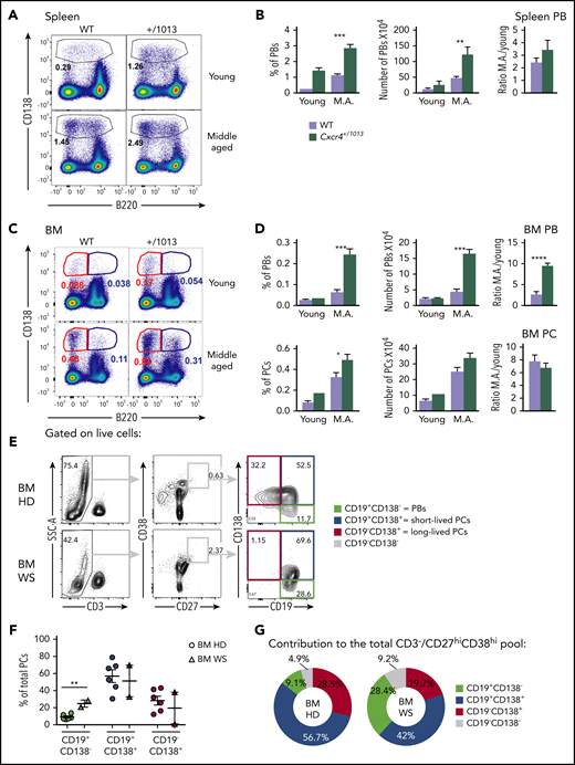 Plasmablasts spontaneously accumulate in the BM in the absence of Cxcr4 desensitization in mice and humans. (A) Representative dot plots showing the gating strategy for PBs in the spleen of young and middle-aged (M.A) mice of both genotypes. (B) Frequency and total number of PBs in the spleen of young and M.A. mice. The ratio M.A./young is also represented. (C) Representative dot plots for PBs (B220lo CD138+) and PCs (B220- CD138+) in the BM of young and M.A. mice from both genotypes. (D) Frequency and total number of PBs and PCs in the BM of young and M.A. mice from both genotypes. The ratio M.A./young is also represented. Results are from 2 independent experiments (mean ± SEM, n = 3-12). Mann-Whitney U test was used to assess statistical significance (*P < .05, **P < .01, ***P < .001, ****P < .0001). (E) Representative dot plots for the gating strategy of the different PB/PC subsets in the BM of control healthy donor (HD) and WS patients. Mononuclear cells were gated on FSC-A/SSC-A, doublets, and dead cells were excluded. On the live cells, T cells were excluded, and total PB/PC were gated as CD27hiCD38hi. The 3 PB/PC subsets were gated based on the expression of CD19 and CD138 from the less to the more mature: CD19+CD138− (green box), CD19+CD138+ (blue box), and CD19−CD138+ (red box). (F) Flow cytometry–based quantification of the frequency of the 3 subsets among total PCs for control and WS BM. (G) Pie chart representation of the contribution of each PB/PC subset to the total BM pool for the control and WS samples. The average contribution of the 3 subsets to the total PC pool for control and WS BM is shown. n = 6 for the control BM and n = 2 for the WS BM. Unpaired t test was used to assess statistical significance (**P < .01).