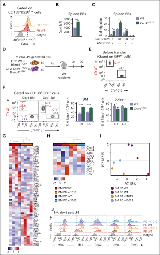 Cxcr4 desensitization intrinsically regulates splenic plasmablast homing properties. (A) Representative FACS plot for Cxcr4 surface expression on splenic PBs. The dashed vertical line is placed at the peak of the Cxcr4 staining on WT PBs. (B) Quantification of the geometrical mean of Cxcr4 at the surface of splenic PBs (MFI: geometrical mean fluorescence intensity). (C) Migration index of splenic PBs to Cxcl12 determined by transwell-based assay. Cxcl12 was added to the lower well at the indicated concentrations with or without AMD3100. (D) Schematic diagram describing the transfer experiment protocol. Blimp1GFP/+ PBs were generated in vitro from splenic B cells and labeled with CTV for Cxcr4+/1013 cells and with CTY for WT cells. Labeled WT and mutant cells were mixed at a 1:1 ratio and transferred into CD45.1 WT recipients. (E) Representative dot plot of the cell mix (1:1) prior transfer. (F) Representative dot plots and frequency of CTV+ (Cxcr4+/1013 × Blimp1GFP/+) and CTY+ (WT × Blimp1GFP/+) cells in the BM and the spleen of recipient mice at days 1 and 2 after transfer. (G) Heatmap showing the relative expression of 60 transcripts from sorted BM PBs from both WT and Cxcr4+/1013 mice determined by Biomark multiplex qPCRs at day 6 after immunization with NP-LPS. Data are presented by applying a column Z score based on (2−ΔΔCt). (H) Heatmap showing the relative expression of 11 selected transcripts from BM PBs and PCs from both WT and Cxcr4+/1013 mice determined by Biomark multiplex qPCRs at day 6 after immunization. Data are presented by applying a column Z score based on (2−ΔΔCt). (I) PCA was performed on BM-PBs and BM-PCs from both groups using a correlation test. (J) Representative histograms for the indicated proteins from BM PBs and PCs from both WT and Cxcr4+/1013 mice are shown. Results are from 2 to 3 independent experiments (mean ± SEM, n = 4-10). Mann-Whitney U test was used to assess statistical significance (*P ≤ .05, **P < .01, ***P < .001).