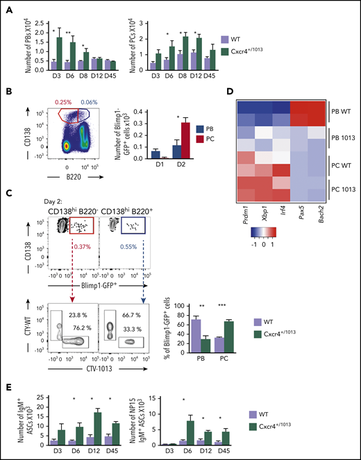 Cxcr4 desensitization is essential to limit plasmablast maturation and persistence within the BM. (A) PB (B220loCD138+) and PC (B220−CD138+) numbers in the BM of both WT or Cxcr4+/1013 mice after NP-LPS immunization at the indicated time points. (B) Blimp1GFP/+ PBs were generated in vitro from splenic B cells and labeled with CTV for Cxcr4+/1013 cells and with CTY for WT cells as previously described in Figure 6D and transferred into WT recipient mice. Representative dot plots of PC (red) and PB (blue) gating and total number of transferred Blimp1GFP/+ PBs and PCs in the BM of recipient mice at days 1 and 2 after transfer. (C) Representative dot plots and quantification of the frequency of CTV+ (Cxcr4+/1013 × Blimp1-GFP) and CTY+ (WT × Blimp1-GFP) cells in both the PC (CD138+B220−) and PB (CD138+B220low) compartments in recipient mice at day 2 after transfer. (D) Heatmap showing the relative expression of B and PC master regulator genes presented as (2−ΔΔCt) in BM PCs and PBs from both genotypes at day 6 after NP-LPS immunization. Data are presented by applying a column Z score. (E) Number of total ASCs IgM+ and NP15-IgM+ in the BM assessed by ELIspot at the indicated time points after NP-LPS immunization. Results are from at least 2 representative experiments (A-D,E) or from 2 independent experiments (C) (mean ± SEM, n = 2-9). Mann-Whitney U test was used to assess statistical significance (*P < .05, **P < .01, ***P < .001).