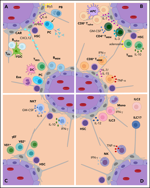 Localization and function of mature lymphocytes in the BM. Sinusoidal endothelial cells and perivascular C-X-C motif chemokine ligand 12 (CXCL12)-abundant reticular (CAR) cells are important constituents of HSC niches and form a topologically complex network to which many other BM cells connect. (A) Plasmablasts (PB) colocalize with perisinusoidal CAR cells. Here, they receive important survival signals such as B lymphocyte stimulator (BLyS), interleukin-6 (IL-6), and a proliferation-inducing ligand (APRIL), which enable them to differentiate into long-lived immunoglobulin-secreting plasma cells (PCs). Plasma cells are closely associated with BM regulatory T cells (TREGS), dendritic cells (DCs), and eosinophils (Eos). During various clinical conditions, the BM can contain germinal centers, complete with follicular DCs (FDCs) and T follicular helper (TFH) cells. The BM contains significant numbers of memory B cells (BMEM), the majority of which are noncirculating BM resident cells that dock onto VCAM-1+ stromal cells. (B) Scattered naïve CD8+ T cells (CD8+ Tnaïve) cluster at a 10:1 ratio around antigen-presenting cells (APCs) presenting their cognate antigen. Both naïve and memory CD8+ T cells (CD8+ TMEM) locate close to the sinusoidal vessel and perivascular VCAM-1+ stromal cells that support their survival and maintenance by producing IL-7 and IL-15. Memory CD8+ T cells produce tumor necrosis factor-α (TNF-α) and interferon-γ (IFN-γ), which can regulate or disrupt HSC maintenance, depending on the amount produced. Memory CD4+ T cells (CD4+ TMEM) colocalize with VCAM-1+ stromal cells, which also produce IL-7. They secrete cytokines necessary for HSC maintenance, such as IL-3 and granulocyte-macrophage colony-stimulating factor (GM-CSF). Tregs preserve normal hematopoiesis because of their T-cell suppressive function and possibly because of their IL-10 secretion. CD150hi Tregs and CD4+ T cells localize near HSCs in the perivascular niche and provide immune privilege. Extracellular adenosine generated via CD39 expressed on those lymphocyte subsets maintains HSC quiescence. (C-D) The BM also contains mature γδ T cells, natural killer (NK) cells, NK T cells (NKT cells), and innate lymphoid cells (ILCs), but little is known about their precise localizations and functions. (C) BM NKT cells can be activated by CD1d-expressing HSCs and enhance myelopoiesis by secreting GM-CSF. BM NKT cells also secrete IFN-γ, IL-10, and IL-4, suggesting that they regulate hematopoiesis. Whether γδ T cells regulate hematopoiesis, as has been shown for αβ T cells, is not known. (D) The presence of ILC2s and ILC3s in the BM has been reported for mice and humans, respectively. ILC3s in human BM may be harbored in a stromal cell niche, but systematic analyses of the presence, localization, and function of mature ILCs in the BM are still lacking. In humans and mice, BM NK cells are a major source of cytokines that can regulate hematopoiesis, including IFN-γ, TNF-α, and GM-CSF. In a mouse Toxoplasma gondii infection model, BM NK cells triggered by systemic IL-12 produced IFN-γ, promoting an immune regulatory program in monocytes (Mono).