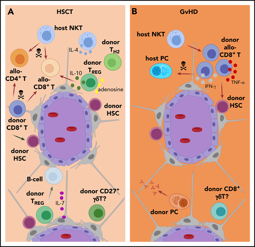 Pathophysiology of mature BM lymphocytes in HSCT. (A) In HSCT, donor BM CD8+ T cells support HSC engraftment by facilitating HSC entry into the BM, inhibiting their exit, and suppressing host-derived alloreactive (allo-) BM CD4+ and CD8+ T cells. NKT cells are resistant to irradiation, a common conditioning regimen in HSCT, leading to an altered NKT-cell/T-cell balance in the BM and IL-4 production by host BM NKT cells. This results in Th2-polarization of donor BM T cells and induction of IL-10–producing donor BM Tregs, which improve HSC engraftment. Moreover, donor BM Tregs preferentially accumulate around donor HSCs and provide immune protection. In addition, they promote B-cell reconstitution by facilitating IL-7 production from BM perivascular stromal cells. High numbers of donor-derived CD27+ γδ T cells post-HSCT correlate with longer disease-free survival, but the exact localization of those cells, and whether they home to the BM, is not known. (B) GVHD is mediated by activated donor T cells and is a major cause of morbidity and mortality after HSCT. High levels of naïve and central-memory allo-CD8+ T cells correlate with increased GVHD risk. Donor BM allo-CD8+ T cells can induce host plasma cell destruction. In addition, activated donor CD8+ T cells likely negatively affect HSCs in GVHD through secretion of proinflammatory cytokines, including TNF-α and IFN-γ. Moreover, donor-derived alloantibodies, presumably secreted by plasma cells in BM, can promote cutaneous chronic GVHD. Host BM NKT cells can ameliorate GVHD by inhibiting the proliferation and preventing the activation of allo-CD8+ and CD4+ T cells. Finally, donor-derived CD8+ γδ T cells are associated with higher incidences of GVHD, but the role of BM in this process is unknown.