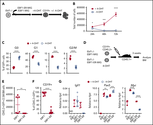 Loss of functional EBF1 results in reduced levels of Myc transcripts and cell cycle arrest in pro-B cells. (A) Schematic drawing of the basic experimental layout. Neonatal Ebf1−/− BM or Ebf1−/− FL were transduced with EBF1-MIG (EBF1) or an EBF1-estrogen receptor fusion protein (EBF1-ER) construct. Cells were then exposed to 4-OHT to allow nuclear translocation of EBF1 in Ebf1-deficient cells carrying the EBF1-ER construct, which drives development into the CD19+ stage. 4-OHT was then withdrawn to test the dependency of EBF1 in the generated CD19+ cells. (B) Number of live cells of cultured EBF1 or EBF1-ER transduced and 4-OHT–treated Ebf1−/− BM cell cultures (as in panel A). Cells were either incubated continuously with 4-OHT (+4-OHT) or with 4-OHT withdrawn (-4-OHT) for 48 to 72 hours as indicated. Mean and standard deviation (SD) are shown; n = 4, from 4 culture experiments. (C) Cell cycle distributions of the cells in panel B at 48 hours after 4-OHT withdrawal. Mean and standard error of the mean are shown, n = 6). (D) The experimental protocol used to test the cell autonomous role of EBF1 in pro–B cell survival in vivo. Ebf1−/− FL cells were transduced to express EBF1 or EBF1-ER and treated with 4-OHT for 14 days. At day 15, a total of 1 million green fluorescent protein (GFP)+CD19+ cells were transplanted into C57BSJL (CD45.1) sublethally irradiated recipients. Donor reconstitution (CD45.2+GFP+), as well as CD19 expression, was determined by FACS 3 weeks posttransplantation. (E-F) Relative cell counts, from the BM of mice transplanted with either EBF1- or EBF1-ER–transduced cells. Mean and SD are shown; EBF1 n = 8, EBF1-ER n = 11, from 2 independent experiments. (G) Diagrams with quantitative reverse transcription PCR data from in vitro expanded Ebf1−/− FL pro-B control cells (FL) or BM cells from EBF1-deficient mice driven to B-cell progenitor stages with conventional or ER-fused EBF1 protein cultured in the presence or absence of 4-OHT for 72 hours. Mean and SD are shown; n = 4 to 7, from 2 independent experiments. For panels C and E-G, each dot indicates a data point, and the statistical analysis is based on a Student unpaired t test. *P < .05; **P < .01; ***P < .001; ****P < .0001.