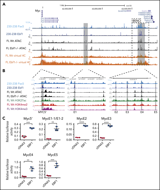 The mouse Myc gene contains multiple EBF1-responsive enhancer elements. (A) UCSC Genome Browser view of the murine Myc locus and its distal interacting regions. The tracks display PAX5 (GSE126375) and EBF1 binding in 230-238 progenitor B cells, ATAC-accessibility (GSE92434), as well as a PLAC-sequencing derived virtual 4C tracks from Wt and Ebf1−/− FL-derived pro-B cells. Myc transcriptional start site ±2.5 kb was used as the viewpoint for the virtual 4C analysis. The previously defined BENC enhancer region29 is indicated by a dashed square. (B) Zoomed-in view of 3 specific regions in panel A with high PAX5 and EBF1 binding as well as ATAC accessibility in Wt pro-B cells and interaction with the Myc promoter. These regions were examined for the presence of histone modifications by reanalysis of ChIP- and CUT&RUN-sequencing data (GSE162858). The gray lines indicate the regions that are targeted for luciferase reporter activity assays. (C) Relative Firefly/Renilla (Prl0) luciferase activity obtained from reporter constructs in which the EBF1-binding regions described in panel B were cloned upstream of a basal Fos promoter in the absence (empty cDNA3) or presence of EBF1 in HeLa cells. Each dot represents one transfection, and the statistical analysis is based on a Student unpaired t test. **P < .01; ***P < .001; ****P < .0001.