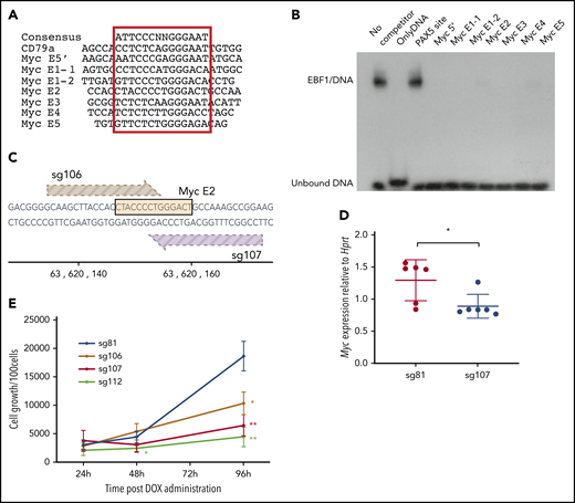EBF1 directly targets an essential binding site in the BENC enhancer region. (A) The sequence of known EBF1-binding sites and 6 predicted EBF1-binding sites within 5 putative Myc 3′enhancer elements as well as a potential EBF1-binding site in the 5′ region of Myc. The core binding site is indicated by a red box. (B) Autoradiogram displaying the result of an electrophoretic mobility shift assay experiment in which the binding of in vitro translated EBF1 to a radioactive labeled Cd79a promoter-EBF1 site is competed for by the addition of a 200-fold excess of nonlabeled putative EBF1-binding sites in Myc enhancers or the PAX5-binding site from the Cd19 promoter. The autoradiogram is representative of 2 independent experiments. (C) Schematic drawing of the targeting of CRISPR guides 106 and 107 to the EBF1-binding site in Myc E2. The DNA sequence of the EBF1 binding motif is depicted in yellow, and guides 106 (light brown) and 107 (dark brown) are shown pointing toward a 3′ NGG PAM sequence. The scale indicates the genomic location on mouse chromosome 15. (D) Myc quantitative reverse transcription PCR data from CD19+ iCas9 BM cells transduced with CRISPR guide 81 (control) or 107 (Myc E2) and subsequently treated with doxycycline (DOX) for 48 hours. Mean and standard deviation are shown; n = 6, from 3 individual samples from different mice. (E) Proliferation per 100 iCas9 CD19+ BM cells at 24, 48, and 96 hours after DOX administration in samples infected with gRNA constructs sg106 and 107 (targeting EBF1-binding site Myc E2), sg81 (targeting an EBF1 site linked to the Gfra2 gene), or sg112 (targeting the coding region of Myc). Mean and standard deviation are shown. *P < .05; **P < .01, Student t test compared with sg81), from 3 independent samples from different mice.