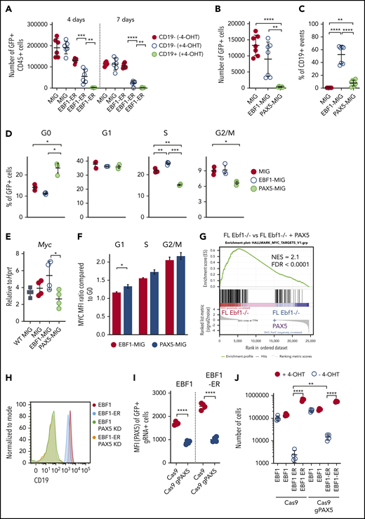 PAX5 acts as a negative regulator of cell proliferation and MYC function in pro-B cells. (A) Cell recovery 3 days after seeding of 2000 sorted GFP+CD45+ in vitro expanded FL cells from Ebf1−/− mice exposed to nuclear EBF1 by cultivation in 4-OHT for 4 or 7 days before sorting and reseeding in cultures in the absence of 4-OHT. Mean and standard deviation (SD) are shown; n = 5 to 6, from 2 independent experiments. Total cell recovery (B) and the fraction of CD19+ cells (C) recovered 4 days after seeding 2000 GFP+Ebf1−/− FL cells transduced with either MIG-control, EBF1, or PAX5 encoding virus. Mean and SD are shown; n = 7, from 2 independent experiments. (D) Cell cycle data from Ebf1−/− FL cells transduced with MIG-control, EBF1, or PAX5 encoding virus as determined by FACS analysis. Mean and standard error of the mean are shown; n = 3. (E) Quantitative reverse transcription PCR analysis determining the levels of Myc transcripts in live sorted Wt FL cells or transduced EBF1-deficient cells as in panel B. Mean and SD are shown, n = 4, from 4 samples. (F) The ratio of MYC median fluorescent intensity (MFI) of each stage of the cell cycle compared with G0 in Ebf1-deficient cells transduced with EBF1- or PAX5-encoding vectors. Mean and standard error of the mean are shown; n = 3. (G) Gene set enrichment analysis of genes in HALLMARK_MYC_TARGET_V1 gene set based on RNA-sequencing data normalized per reads per kilobase of transcript, per million mapped reads from Ebf1−/− FL cells transduced with a control GFP or PAX5 encoding virus. (H) Representative histograms of Ebf1−/− BM cells rescued to the CD19+ pro–B-cell stage by transduction with either a conventional or ER-fused EBF1-encoding retrovirus and transduced with a Cas9-encoding virus alone or in combination with a Pax5-targeting gRNA. (I) MFI values for PAX5 levels as determined by flow cytometry. Mean and SD are shown; n = 4, from 4 individual samples. (J) Cell recovery after 3 days of in vitro culture of EBF1- or EBF1-ER–transduced cells expressing Cas9 alone or Cas9 in combination with gRNAs targeted to the Pax5 gene (gPAX5). Mean and SD are shown; n = 4, from 4 individual samples. For panels A-E and I-J, each dot indicates a data point, and the statistical analyses are based on a Student unpaired t test. *P < .05; **P < .01; ***P < .001; ****P < .0001. FDR = false discovery rate; NES = normalized enrichment score.