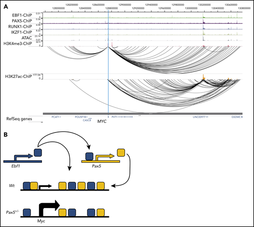 Putative regulatory elements in the human MYC gene is targeted by EBF1 and PAX5 in pro-B ALL cells. (A) ChIP-sequencing, ATAC-sequencing, and PLAC-sequencing tracks for the human MYC (c-MYC) gene displayed in the WashU Epigenome Browser. Data were re-analyzed from Okuyama et al22 (GSE126300). (B) Schematic drawing of a model for regulatory loops controlling Myc expression in development.