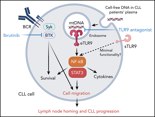 The endogenous TLR9 signaling supports CLL cell migration, homing to lymphoid organs and progression. Cell-free and mitochondrial DNA, with unmethylated cytosine-phosphate-guanosine motifs, triggers activity of TLR9 in CLL cells. TLR9 activation stimulates NF-κB and STAT3 signaling, which synergize with BTK to promote CLL cell migration and homing into lymphoid organs.