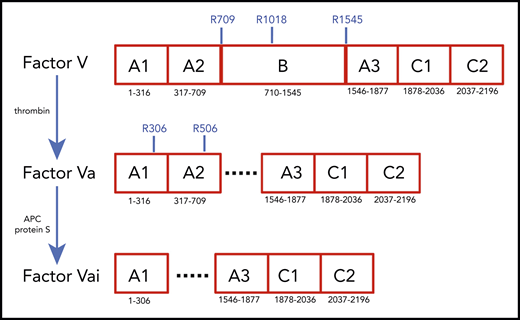 Schematic representation of the A1-A2-B-A3-C1-C2 domain organization of human fV (2196 residues) and its derivatives, fVa (1360 residues) and fVai (957 residues). The number of residues in each domain is indicated, along with relevant sites of cleavage by thrombin (R709, R1018, and R1545) and APC (R306 and R506). Removal of the large B domain (836 residues) by thrombin produces the fVa heterodimer composed of heavy (A1-A2) and light (A3-C1-C2) chains containing 709 and 651 residues, respectively. Further cleavage by APC at R306 and R506 produces fVai. The X-ray structure of bovine fVai was reported previously.31 This structure contains no information on the sites of cleavage in the A2 and B domains and also carries disorder in the A1 domain around R306. The cryo-EM structures of human fV and fVa are reported in this study (Figure 2). The structure of fV contains all residues of the A1-A2-A3-C1-C2 assembly and 14 additional residues in the B domain.