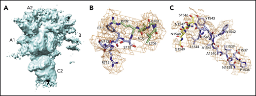 Disorder in the B domain limits resolution of the architecture of this portion of fV. (A) Several regions of the domain are detected as streaks that cover most of the A2 and A3 domains, as shown by the unmasked map at 4.1 Å resolution. The orientation of fV corresponds to that in Figure 2B, after rotation of 90° around the y-axis. The only ordered regions of the B domain (836 residues) are limited to 14 residues connecting to the A2 and A3 domains. (B) The N-terminal 710SFRN713 segment (light blue) connects to the A2 domain (pale green) (B) and the C-terminal 1536PDNIAAWYLR1545 segment (light blue) connects to the A3 domain (pale yellow) (C).