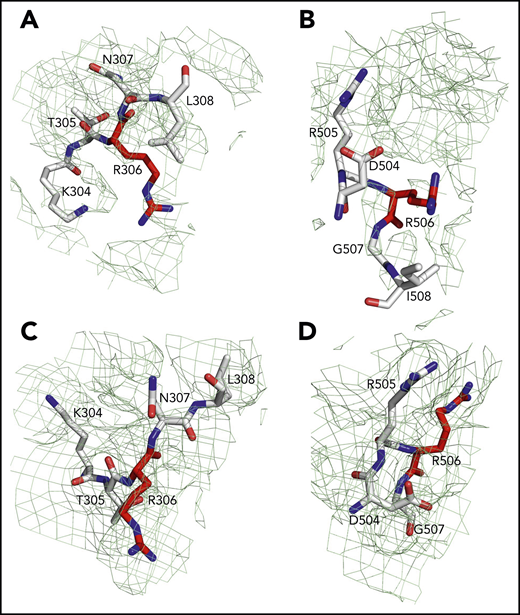 Sites of cleavage by APC in fV and fVa. Residues R306 (A,C) and R506 (B,D) are 75% buried in fV (A-B) but 60% exposed in fVa (C-D). Mesh refers to residues 304 to 308 (A,C), 504 to 508 (B), and 504 to 507 (D) and was contoured at 1 σ.