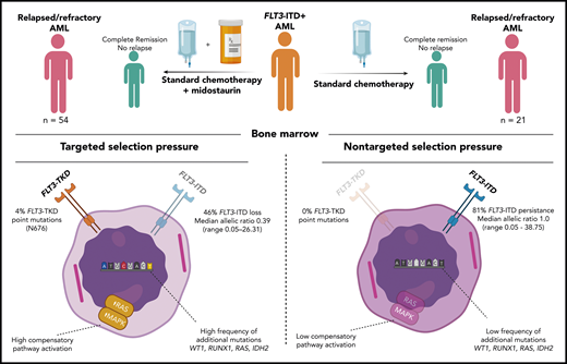 Molecular analyses of diagnosis and disease progression samples from 54 FLT3-ITD–positive, relapse/refractory patients treated with midostaurin addition (left) compared with those from 21 FLT3-ITD–positive, relapse/refractory patients not exposed to midostaurin (right). TKD, tyrosine kinase domain. Figure prepared by David G. J. Cucchi (created with BioRender.com).