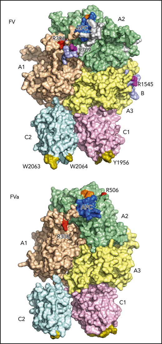 Cryo-EM structures of FV and FVa. The domains of both proteins are shown in wheat (A1), pale green (A2), light blue (B), pale yellow (A3), light pink (C1), and pale cyan (C2). The FV/FVa C domains provide a platform supporting the A domains. The A1 and A3 domains sit on top of the C domains, with the A2 domain resting between the A1 and A3 domains and having no contact with the C domains. The A1-A2-A3-C1-C2 domain assembly is resolved, whereas the B domain is more dynamic and only visible at the most N- and C-terminal segments, directly connected with the A2 and A3 domains, respectively. The sites of thrombin activation at Arg709 and Arg1545 (magenta) are clearly visible in the FV structure. The sites of APC cleavage at Arg306 and Arg506 are largely buried in FV but become more exposed after thrombin-mediated activation (please compare FV and FVa structures), priming FVa for APC-mediated inactivation. The spikes in the C domains responsible for membrane binding are shown in olive, and the FXa- and APC-binding epitopes are shown in orange and blue, respectively. Amino acid residues are highlighted using their 1-letter codes. The figure has been adapted from Figure 2B,E in the article by Ruben et al that begins on page 3137.