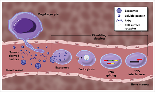 Mechanisms underpinning the generation of TEPs. Tumor-derived factors can educate mature platelets within blood circulation through several modalities. Direct mechanisms include the transfer of RNA or protein cargo via exosomes, or receptor-mediated endocytosis of soluble factors within circulation. Indirect education largely encompasses signal-dependent changes in RNA processing, most notably though alternative RNA splicing, but potentially through additional regulation of mature RNA transcripts. Tumor-derived factors may also alter the development and function of MKs within the bone marrow, resulting in a distinct platelet population that enters circulation.