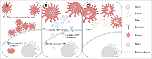 Schematic representation of direct and indirect mechanisms of platelet RNA transfer to nucleated cells. (A) Platelets can transfer part of their content to a recipient cell through direct contact with the membrane system of the target cell, or they can be internalized by the recipient cell. (B-C) Platelets can indirectly transfer their content by releasing PMPs or P-Exos. PMPs affect cellular responses through activation of cell surface receptors, horizontal transfer of RNA in and/or on PMPs through transient interaction with cell membranes, or internalization of PMPs and release of their content directly inside the recipient cell.