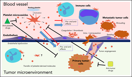 Interactions of platelets and PMVs with mediators and regulators of cancer progression. PMVs have been associated with many similar effects in direct and indirect regulation of cancer progression across many stages. PMVs anchor to many cancer-associated cell types, and they can also be internalized by those cells, supporting transfer of platelet-derived molecules to the target cells. Separating specific effects on cancer from experimental, clinical, and therapeutic standpoints remains a major challenge.