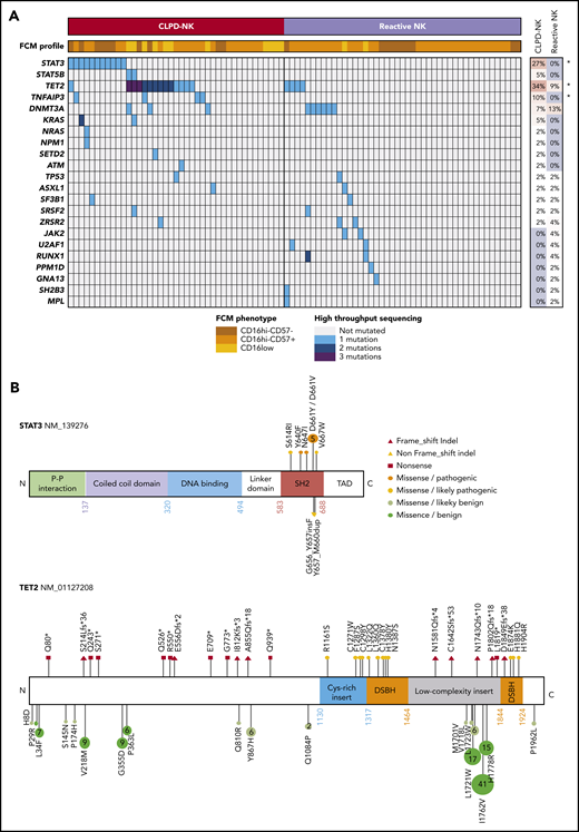 Mutational status of patients with CLPD-NK. (A) A heat map of the FCM profile and mutations detected by targeted HTS for the 41 patients with CLPD-NK and 45 with reactive NK cells. The percentage of mutations for each gene was compared by using Fisher’s exact test. *P < .05. (B) Lolliplots showing the distribution of STAT3 and TET2 mutations detected in this study, with their functional interpretation.