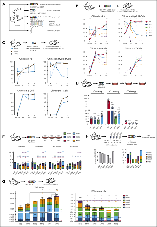 Lineage potential of MPP5 cells and HSC/MPP ontogeny analysis. (A) Workflow of functional and molecular analysis of HSC and MPP cells. (B) Analysis of HSC/MPP transplantations. Workflow of transplantation approach. The relative percentage of donor contribution to the PB, myeloid, B-cell, and T-cell lineage is shown; n = 4-11. (C) Analysis of HSCST/MPP5/6 transplantations. Workflow of transplantation approach. The relative percentage of donor contribution to the PB, myeloid, B-cell, and T-cell lineage is shown; n = 5-11. (D) CFU assay of HSC, MPP1, MPP2, and MPP5 cells showing colony numbers for first, second, and third plating.; n = 6-9 (first, second); n = 2-5 (third). (E) In vitro ontogeny analysis. Frequency of single cells in the respective HSPC subset is shown 6 hours, 16 hours, 24 hours and 48 hours after plating as identified in flow cytometry analysis. Statistical analysis between the populations (respective color) or overall output (black) is shown compared with HSCs; n = 8 (48 hours: n = 3). (F) High-throughput simultaneous division and differentiation tracking per ancestor. Cells were stained with distinct carboxyfluorescein diacetate succinimidyl ester (CFSE)/CellTrace Violet (CTV) combinations and HSC/MPP populations were index sorted combining 4 cells of distinct cell trace colors per well. Twenty-four hours after culture, phenotypic identification was performed allowing analysis of differentiation trajectories from a founding ancestor. (G) In vivo ontogeny analysis. Endpoint analysis of recipient animals 1 or 2 weeks following transplantation in sublethally irradiated recipients. HSPC engraftment in the BM is shown as frequency of single cells. Statistical analysis between the populations (respective color) or overall engraftment (black) is shown compared with HSCs; n = 5-9. For all panels, mean plus standard deviation (SD) is shown. Two-way analysis of variance (ANOVA) (B,D-F). (B) Statistical analysis of MPP5 vs HSC is shown. *P < .05; **P < .01; ***P < .001. "n" indicates number of biological replicates. Two to 3 independent experiments (B-C), 2 to 4 independent experiments (D), 6/16/24 hours: 4 independent experiments; 48 hours: 1 independent experiment (E) 3 independent experiments (F-G). See also supplemental Figures 1 and 2. ns, not significant.