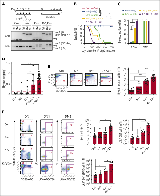 Loss of Kras promotes an early-onset ETP-like ALL in NrasQ61R/+ mice. Six- to 7-week-old Mx1-cre (Con), Kras−/− (K−/−), NrasQ61R/+ (Q/+), Kras+/−; NrasQ61R/+ (K+/−; Q/+), and Kras−/−; NrasQ61R/+ (K−/−; Q/+) mice were treated with pI-pC as described in "Materials and methods." Moribund Q/+ or K−/−; Q/+ mice and age-matched control and K−/− mice were euthanized for analysis. (A) Experimental scheme and genotyping of Kras and Nras alleles in different groups of animals. (B) Kaplan-Meier survival curves were plotted against days after the first pI-pC injection. P values were determined using the log-rank test. (C) Disease incidence in K−/−, Q/+, K+/−; Q/+, and K−/−; Q/+ mice. χ2 analysis was performed. (D) Quantification of thymus weight. T-cell malignancy is defined as thymus weight >150 mg (red dashed line). (E) Quantification of the number of Thy1.2+ Mac1+ thymocytes. (F) Quantification of the number of early T-cell precursors. DN, CD4− CD8− T cells; DN1, CD44+ CD25− DN cells; DN2, CD44+ CD25+ DN cells. Data are plotted as mean + standard deviation (SD). P values were calculated with a 2-tailed Student t test. *P < .05; **P < .01; ***P < .001.
