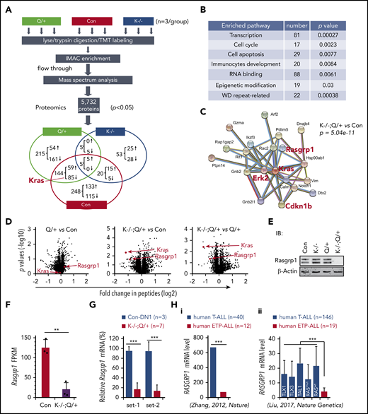 Proteomics analysis identifies downregulation of Rasgrp1 in Kras−/−; NrasQ61R/+ thymocytes. Six- to 7-week-old Mx1-cre (Con), NrasQ61R/+ (Q/+), and Kras−/−; NrasQ61R/+ (K−/−; Q/+) mice were treated with pI-pC as described in "Materials and methods." Thymocytes were collected ∼4 weeks after the last pI-pC injection for analysis. (A) Flowchart of quantitative proteomics studies of thymocytes (n = 3/group). P values were calculated using a 2-tailed Student t test. Peptides with P < .05 were selected for bioinformatics analysis. (B) Peptides with P < .05 in K−/−; Q/+ vs con comparison were selected for bioinformatics analysis using the Database for Annotation, Visualization, and Integrated Discovery (DAVID) Bioinformatics Resources 6.7 software. Representative enriched pathways are shown. (C) Peptides with P < .05 and >50% changes in K−/−; Q/+ vs con comparison were selected for protein–protein interaction analysis using STRING v9.1 software. An identified Kras-centered regulatory node is shown. (D) Volcano plot analysis of total peptides in the quantitative proteomics study. The x-axis represents fold-change of total peptides (log2) in Q/+ vs control, K−/−; Q/+ vs control, and K−/−; Q/+ vs Q/+, and the y-axis represents P values (log10). (E) Western blot analysis to validate the downregulation of Rasgrp1 in K−/−; Q/+ thymic cells. (F-G) Quantification of Rasgrp1 mRNA levels using RNA-Seq in control vs K−/−; Q/+ thymocytes (F) and quantitative reverse transcription polymerase chain reaction in control thymic DN1 cells vs K−/−; Q/+ thymocytes (G). FPKM, fragments per kilobase of transcript per million mapped reads. P values were calculated with a 2-tailed Student t test. (Hi) RAGRP1 mRNA levels in human ETP-ALL patients vs general T-ALL patients. P value was cited from Zhang et al.2 (Hii) RAGRP1 mRNA levels in human ETP-ALL patients vs T-ALL patients stratified based on subtypes or RAS mutation status.34P values were calculated with a 2-tailed Student t test. **P < .01; ***P < .001.