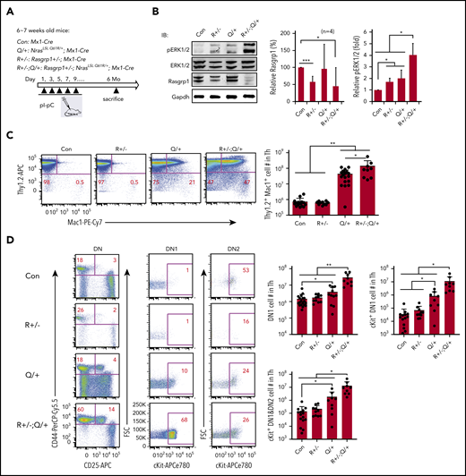 Rasgrp1+/− promotes ERK hyperactivation and expansion of early T-cell precursors in NrasQ61R/+ mice. (A) Experimental scheme. R+/− and R+/−; Q/+ mice were euthanized at about 6 months after pI-pC treatment along with age-matched control mice. (B) Quantification of Rasgrp1 and pERK levels in thymocytes. Rasgrp1 levels were quantified against the levels of Gapdh using ImageStudioLite software. pERK levels were quantified against total ERK levels. The values in control cells are arbitrarily set at 1. (C) Quantification of the number of Thy1.2+ Mac1+ thymocytes. (D) Quantification of the number of early T-cell precursors. DN, CD4− CD8− T cells; DN1, CD44+ CD25− DN cells; DN2, CD44+ CD25+ DN cells. Data were plotted as mean + SD. P values were calculated with a 2-tailed Student t test. *P < .05; **P < .01.