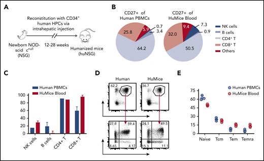 Comparison of CD27 expression between immune cell populations of humans and humanized mice. (A) Humanized mice (huMice) reconstitution scheme. Immunodeficient NOD mice with a loss-of-function mutation in the Prkdc gene and common γ chain deficiency (NOD-scid γcnull, or NSG) were engrafted with human CD34+ HPCs to reconstitute human immune system components and were tested for human immune compartment reconstitution after 3 months. (B) Pie charts show the distribution of CD27+ cells in different immune cell populations examined in huMice blood (n = 3) and human PBMCs (n = 3). (C) Frequency of CD27+ cells in different immune cell populations, comparing huMice peripheral blood (n = 3) and human PBMCs (n = 3). NK, natural killer. (D-E) Representative flow cytometry analysis illustrating the gating strategy to differentiate memory T-cell subsets characterized by CCR7 and CD45RA expression within the CD3+CD27+ population (D) and the frequency of each subset (E), comparing huMice peripheral blood (n = 3) and human PBMCs (n = 3). See also related supplemental Figure 1.
