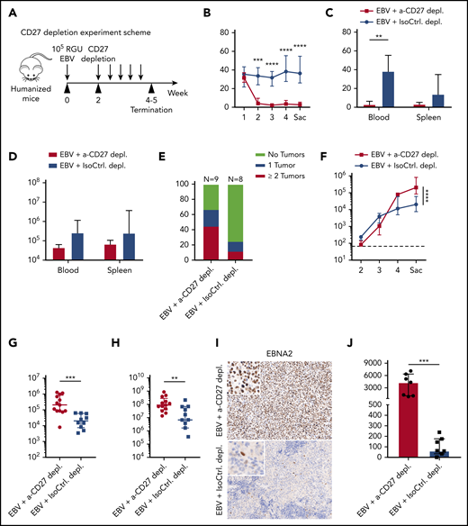 CD27+cells are essential for the immune control of EBV viral loads and tumorigenesis during EBV infection. (A) Workflow of CD27 depletion experiments. HuMice mice were infected (IP) with 105 RGU B95-8 EBV. At week 2 after EBV infection, animals were injected (IP) with 12.5 μg/g of either anti-CD27 depletion antibody or isotype control antibody consecutively every 4 days to ensure the depletion effect until termination of experiment. (B-E) Frequency of CD3+ T cells in anti-CD27 depleting antibody–treated group (α-CD27 depl.) and isotype control antibody–treated group (IsoCtrl. depl.) (B), frequency of CD3+ T cells at the termination of the experiment (C), total CD3+ T-cell count (D), and tumor burden in the respective groups (E). (F-H) EBV viral loads quantified by quantitative PCR over time (F) and at termination of the experiment in peripheral blood (G) and spleen (H). The lower limit of quantification of 122 IU/mL is depicted as horizontal dashed line. (I-J) Immunohistochemistry images of EBNA2 in the respective groups (original magnification ×200) (I), and the quantification of EBNA2+ cells/mm2 in splenic sections (J). Images are representative from 1 of 2 independent experiments. Data (n = 8-13 per group) pooled from 2 independent mouse experiments were graphed (B-H,J) and displayed with median and interquartile range. Two-way ANOVA analysis and Sidak’s multiple comparisons as a post hoc test (B,E-F), and the Mann-Whitney U test (C-H,J) were used to assess P values. **P < .01, ***P < .001, ****P < .0001. p.i., postinfection. See also related supplemental Figure 2.