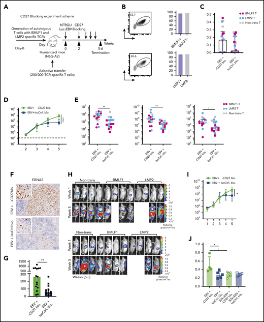 Blocking of CD27 diminishes the immune control of EBV infection. (A) Workflow of CD27 blocking experiments. One day before infection with 105 RGU luciferase encoding B95-8 EBV (Luc-EBV), huNSG-A2 mice (HLA-A2 transgenic NSG mice reconstituted with HLA-A2+ human hematopoietic progenitor cells) were adoptively transferred with 200,000 autologous T cells expressing either BMLF1- or LMP2-specific TCRs that had been transduced ex vivo. The anti-CD27 blocking antibody is the Fc domain re-engineered version of the anti-CD27 depletion antibody of Figure 2 and can no longer engage antibody-directed cellular cytotoxicity. At week 2 after EBV infection, animals were injected (IP) with 6.5 μg/g of either anti-CD27 blocking antibody or isotype control antibody consecutively every 4 days until termination of the experiment. (B) Representative flow cytometry plots of BMLF1- and LMP2-specific TCR-transduced CD8+ T cells (left) using mouse TCRβ-specific antibodies (mTCRb) and BMLF1 and LMP2 peptide plus HLA-A2 pentamers.24 Frequency of CD27 expression on transduced and nontransduced CD8+ T cells (right). (C) Spleen weight of animals treated with either anti-CD27 blocking antibody (α-CD27 blo.) or isotype control antibody (IsoCtrl. blo.) upon different transfer conditions. (D-E) EBV viral loads quantified by quantitative PCR over time during EBV infection (D) at the termination of the experiment in peripheral blood (E, left), spleen (E, middle), and liver (E, right). Mice treated with either anti-CD27 blocking antibody or isotype control antibody in different transfer conditions were compared. (F-G) Representative immunohistochemistry images of EBNA2 in the respective groups (original magnification ×200) (F), and the quantification of EBNA2+ cells/mm2 in splenic sections (G). (H-I) Representative IVIS image analysis at week 1 and week 5 after Luc-EBV infection (H) and quantification of defined region of interest of IVIS images (I). (J) Spleen weight of animals infected with either wild-type EBV or BZLF1 knockout EBV (BZkoEBV), treated with anti-CD27 blocking antibody or isotype control antibody without adoptive transfer. (K-L) EBV viral loads of animals over time during EBV infection (K) at the termination of the experiment in peripheral blood (L, left) and spleen (L, right) in the respective groups. Data (n = 14-16 per group) pooled from 2 independent mouse experiments were graphed (C-E,G,I-L) and displayed with median and interquartile range. Graphs (F-I) (n = 7-8 per group) are representative from 1 out of 2 independent experiments. Graphs (K-L) (n = 4-6 per group) are from 1 experiment. One-way ANOVA analysis (Kruskal-Wallis test) followed by Tukey’s post hoc test (J,L), 2-way ANOVA analysis and Sidak’s multiple comparisons as a post hoc test (D,I,K), and the Mann-Whitney U test (C,E,G) were used to assess P values. *P < .05, **P < .01. See also related supplemental Figure 3.