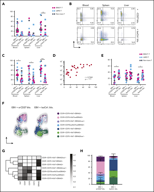 CD70+CD39+EBNA2+B cells accumulate upon loss of CD27-mediated immune control of EBV. (A) Frequency of CD70 expression on CD19+ B cells in multiple organs (blood, spleen, and liver) in anti-CD27 blocking antibody– vs isotype control antibody–treated group. (B) Flow cytometry plots of CD39 and CD73 expression on CD19+ B cells in multiple organs (blood, spleen, and liver) in the indicated experimental groups. (C) Frequency of CD39 expression on CD19+ B cells. (D) Correlation between the CD39 expression on CD19+ B cells and EBV viral loads in blood. (E) Frequency of CXCR5 expression on CD19+ B cells. (F) Representative uniform manifold approximation and projection (UMAP) analysis depicts clusters with coexpression of CD39, CD70, Ki67, and EBNA2 on CD19+ B cells in blood. (G) Data from panel F were transformed and shown in percentile of each population in anti-CD27 blocking antibody– vs isotype control antibody–treated group. (H) Representative heatmap analysis of coexpression of CD39, CD70, Ki67 and EBNA2 on CD19+ B cells in blood. Data (n = 14-16 per group) pooled from 2 independent mouse experiments were graphed (A,C-E) and displayed with median and interquartile range. Graphs (F-H) (n = 7-8 per group) are representative from 1 of 2 independent experiments. The Mann-Whitney U test was used to assess P values (A,C,E), and the Spearman correlation examining rank correlation was used for panel D. *P < .05, **P < .01, ***P < .001. See also related supplemental Figure 4.