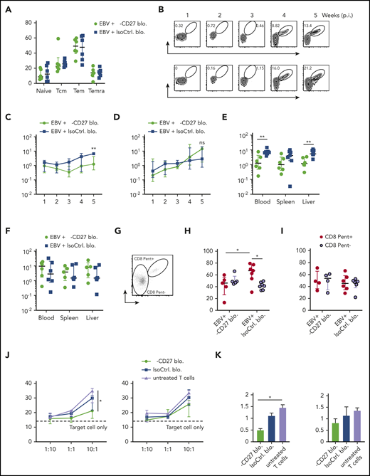 Early EBV lytic antigen BMLF1-specific CD8+T cells require CD27 for expansion and cytotoxicity. (A) CD8+ T-cell memory subsets characterized by CD45RA and CD62L expression and depicted as naive, Tcm, Tem, and Temra in groups treated with either anti-CD27 blocking antibody or isotype control antibody in vivo. (B) Weekly representative flow cytometry plots showing the gating strategy and circulating BMLF1- and LMP2-specific CD8+ T cells in blood in vivo. (C-D) Longitudinal data examining the expansion of BMLF1- (C) and LMP2-specific (D) CD8+ T cells in blood over time after Luc-EBV infection, treated with anti-CD27 blocking antibody vs isotype control antibody. (E-F) Frequency of BMLF1- (E) and LMP2-specific (F) CD8+ T cells in multiple organs (blood, spleen, and liver) at termination of the experiment. (G) Representative flow cytometry plot of EBV-specific TCR-transduced CD8+ T cells (depicted as CD8 Pent+) and the rest of the T cells (depicted as CD8 Pent−) using mouse TCRβ-specific antibodies (mTCRb) and either BMLF1 or LMP2 peptide plus HLA-A2 pentamers.24 (H-I) Frequency of Ki67-expressing cells showing the cell proliferation of EBV-specific BMLF1- (H) and LMP2-specific (I) CD8+ T cells (depicted as CD8 Pent+ cells) vs the rest of CD8+ T cells (depicted as CD8 Pent− cells) in blood in different experimental groups. (J-K) In vitro killing assay with BMLF1- and LMP2-specific T-cell clones generated from healthy EBV carriers ex vivo. T cells were pretreated with either anti-CD27 blocking antibody or isotype control antibody and cocultured with PKH-26 prelabeled autologous LCLs for 21 hours at the indicated effector-to-target ratios (J) and at the ratio of 10:1 (K). Data (n = 5-6 per group) pooled from 2 independent mouse experiments were graphed (A,C-I) and displayed with median and interquartile range. Two-way ANOVA analysis and Sidak’s multiple comparisons as a post hoc test (C-D), and the Mann-Whitney U test (A,E-I) were used. Data (J-K) are pooled from 3 experiments and analyzed using a 2-tailed, unpaired t test; dashed line signifies target cell only. *P < .05; **P < .01. ns, not significant. See also related supplemental Figure 5.