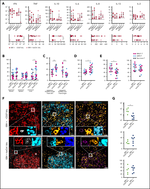 CD27 blockade compromises CXCR5+EOMES+CD8+T-cell accumulation during EBV infection. (A) Cytokine production from serum samples harvested at termination of the experiment. Each individual cytokine is presented in the separate transfer conditions in the upper panel. In the lower panel, pooled data of α-CD27 blocking antibody–treated or isotype control antibody–treated groups is shown. (B) Frequency of CXCR5 expression on CD8+ T cells in the respective groups in blood, spleen, and liver. (C) Frequency of EOMES bright T-bet dim and EOMES dim T-bet bright populations in the respective group in blood. (D) Frequency of CD69 expression on CD8+ T cells in spleen. (E) Frequency of 2B4 (left) and PD1 (right) expression on CD8+ T cells in spleen. (F) Representative ChipCytometry immunofluorescence images for CD20, EBNA2, CD8, CD69, and PD1 in splenic sections of the respective treatment groups. Scale bars, 50 μm. (G) Quantification of the CD8+/EBNA2+CD20+ ratio, as well as the frequency of CD8+CD69+ and CD8+PD1+ cells in 5 to 7 randomly selected fields in splenic sections of isotype control or CD27 blocking antibody–treated animals. Data (n = 14-16 per group) pooled from 2 independent mouse experiments were graphed (A,B,D-F) and displayed with median and interquartile range. The Mann-Whitney U test was used to assess P values (A-E,G). *P < .05, **P < .01, ***P < .001. IFN, interferon; IL, interleukin; TNF, tumor necrosis factor.