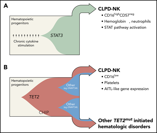 The discovery of genomic TET2 variants in CLPD-NK has redefined the understanding of the clonal evolution in 2 major subsets of the disease. Fish plots capture the postulated clonal hierarchy of STAT3-mutated (A) and TET2-mutated (B) CLPD-NK. Until recently, the mechanistic model of CLPD-NK had been centered on pronounced cytokine exposure of the precursor cell and/or its gain-of-function STAT3 SH2 domain mutations, both leading to constitutive STAT activation (beige = myeloid/lymphoid precursor cells; green = STAT3-mutated clone). Pastoret et al provide evidence of highly recurrent loss-of-function TET2 mutations in CLPD-NK (34%) and in the myeloid compartment of affected cases. Such TET2 lesions are likely to have their origin in common progenitor cells. Generally, they are frequent nonconsequential constituents of a CHIP and are also likely under the right conditions to give rise to myeloid and NK/T-cell neoplasms (beige = myeloid/lymphoid precursor cells; red = TET2-mutated clone; blue = DNMT3A-mutated clone). TET2-mutated cases are obviously distinct, histogenetically and clinically. In fact, TET2-mutated cases presented with lower platelet counts, a CD16low phenotype, an “AITL-like” transcriptome, and more frequently other malignant hematologic diseases, whereas the almost mutually exclusive STAT3-mutated cases (27%) were characterized by anemia, lower neutrophil counts, a cytotoxic CD16highCD57neg pattern, and a gene expression signature that resembles STAT pathway activation. Professional illustration by Somersault18:24.