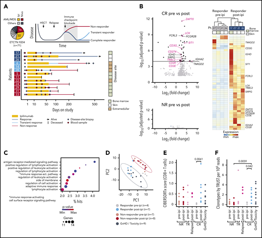 Response to ipilimumab is characterized by transcriptional evidence of T-cell infiltration and activation. (A) RNA sequencing on FFPE disease-site biopsies (♦, n = 33) from 3 patients with CR (17, 21, 26; dark blue), 3 patients with TR (6, 14, 28; light blue) and 7 patients with NR (5, 11, 22, 24, 29, 31, 33; red) pre-ipi or post-ipi ipilimumab treatment. Disease sites: bone marrow (light), extramedullary (dark), or isolated skin (white). Peripheral blood samples (●, n = 28) used for TCR repertoire sequencing. (B) DGEA between 4 site-matched biopsies from CR patients (top) and between unmatched biopsies from NR patients pre- (n = 7) vs post-ipi (n = 8) (bottom). Genes that are part of the Gene Ontology term “leukocyte activation” are labeled and those associated with T-cell activation are highlighted. (C) Gene ontology enrichment analysis of the differentially expressed genes. (D) PCA based on expression of the differentially expressed genes. Biopsies from all CR pre-ipi (n = 4, gray) and post-ipi (n = 7, blue), NR pre-ipi (n = 7, salmon), and post-ipi (n = 8, red) samples, and biopsies from sites of GVHD or immune-related toxicities (n = 9, black). (E,F) Cell type abundance estimation of CD8+ T cells with (E) CIBERSORTx and (F) clonotypes per million reads assembled using TRUST. Relapse biopsies post-ipi were sampled at time of relapse.