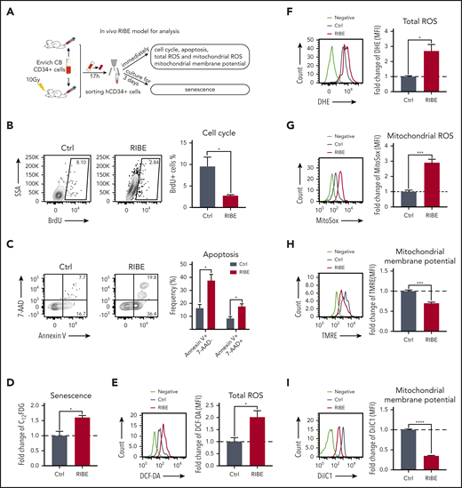 RIBE affect HSPC cell-cycle entry and increases apoptosis and senescence in vivo. (A) Experimental diagram of in vivo RIBE model for analysis. (B) The proportion of BrdU+ cells of human CD34+ cells from irradiated and nonirradiated mice. BrdU was injected simultaneously with human CD34+ cells. (C) Frequency of early apoptotic cells (Annexin V+7AAD−) and late apoptotic cells (Annexin V+7AAD+) in the homed human CD34+ cells from irradiated and nonirradiated mice. (D) Homed human CD34+ cells from irradiated and nonirradiated mice were sorted and cultured in vitro for 3 days to detect SA-β-gal activity. 5-dodecanoylaminofluorescein di-β-d-galactopyranoside (C12FDG) was used as a substrate. Bars represent fold change C12FDG MFI compared with that in the control (Ctrl) group. (E-F) Flow cytometric analysis of fold change of ROS levels by DCF-DA (E) and dihydroethidium staining (F) in homed human CD34+ cells. (G) Fold change of mitochondrial ROS levels in homed human CD34+ cells were detected by MitoSOX staining. (H-I) Fold change of mitochondrial membrane potential of homed human CD34+ cells from irradiated or nonirradiated NOG mice were determined with tetramethylrhodamine methyl ester (TMRE) (H) and DilC1(5) staining (I) (n = 4 mice per group, *P < .05; **P < .01; ***P < .001).